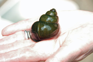 mystery snail in hand shell up