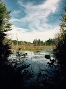 Fogg Hill Bog 9.12.15 by Deb Corr               