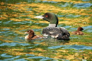 Waukewan - Jenness cove loon with chicks 2015 by Chris Jones      