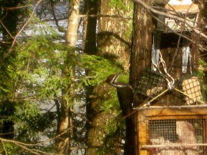 Piliated Woodpecker at feeder 02.02.2013 002 (1280x960) (2)       