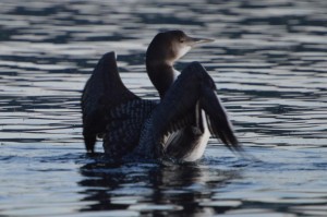 Snake River juvenile loon 9- 2015  