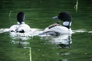 Snake River loons 2013 by Chris Jones              