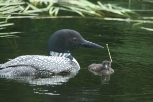 Snake River loons 2013 by Chris Jones            